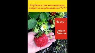 Клубника для начинающих. Секреты выращивания????? Общие понимание.