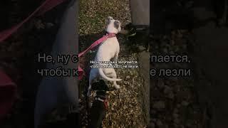 Окружили Тэффку#dog #глухаясобака #глухаятэффи