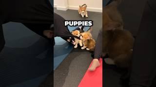 Puppies invade Yoga #shorts #puppies #yoga