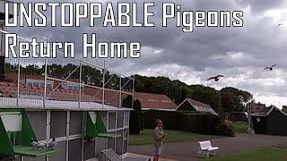 Vlog #69 UNSTOPPABLE Pigeons Return Home With High Speed