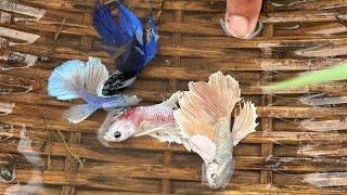 Natural Betta Fishing: How to Catch Betta Fish in Their Natural Habitat tha unbelievable