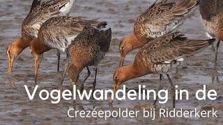 Vogelwandeling in de Crezéepolder bij Ridderkerk #1477