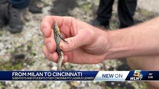 They were smuggled from Italy by a child. Now, there's millions of Lazarus Lizards in Cincinnati