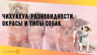 Чихуахуа: разновидности, окрасы и типы собак