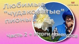 Любимые "чудаковатые" пионы! Часть 2 / Сад Ворошиловой