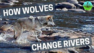 How Wolves Change Rivers