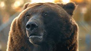 Circus bear is rescued from cage life. Guess his first reaction.