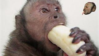 Capuchin Monkey & Mushy Banana