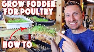 Poultry Fodder Production! What To Sprout Growing Times And Amounts