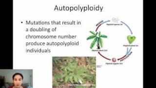 Sympatric Speciation via Polyploidy