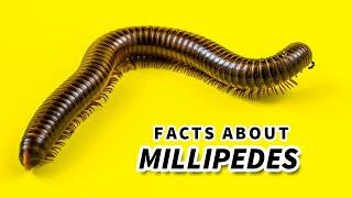 Millipede Facts: a Millipede CAN'T HURT YOU! | Animal Fact Files