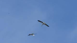 Storks flying