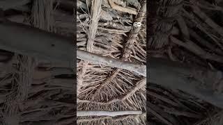 چولستان میں مٹی اور لکڑی سے بنے گوپے, Cholistan: Unique Clay Houses