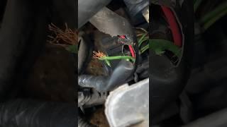 Rats Ate Wires In My Acura! Destruction! #automobile #acura #wires #gtsam