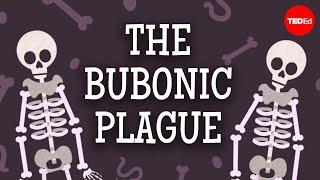 The past, present, and future of the bubonic plague - Sharon N. DeWitte