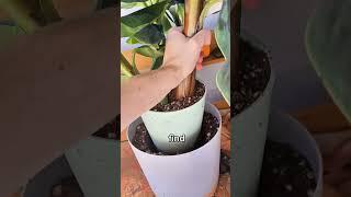 Re-Pot Your Plants The Right Way!