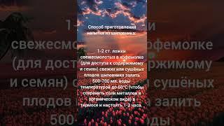 Как заваривать шиповник