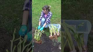 Tryin’ to plant new daylilies before my husband gets home… #plantaddiction #funnyvideos #oops