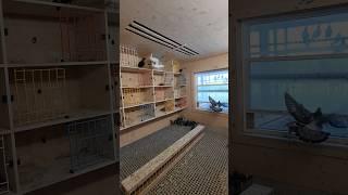 Linda Devries Best Color pigeons,Racing pigeon loft