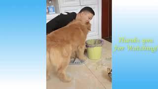 Cute Pets And Funny Animals Compilation 2020