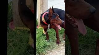 Playing #dog #dogs #dogfunny #dogvideo
