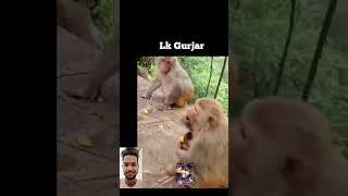 Darubaaz Monkey 2  #shorts #comedy #monkey #youtubeshorts #video #trending #viral #short #funny