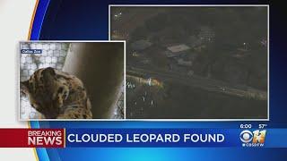 Clouded leopard found after escaping habitat at Dallas Zoo