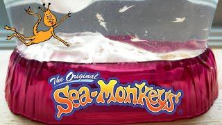 Sea Monkeys - The First 30 Days