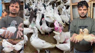 Shazad loni kabutar shop kabootar market loni sehzad pet shop Delhi white pigeons