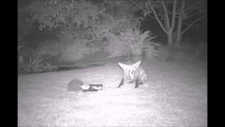 2015 09 11 Hedgehog and many foxes