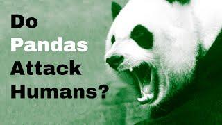 Do Pandas Attack Humans?