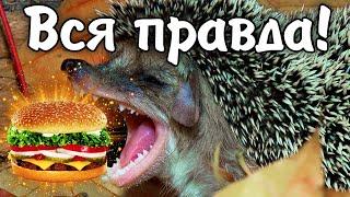 10 фактов о ежах. Кто такие ежи и на что они способны? Интересные факты и неожиданные открытия.