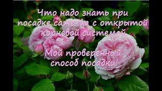 Что надо знать при посадке саженца с открытой корневой системой.  Мой проверенный способ!