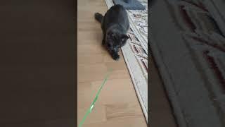 kitten Kuzya plays with a ribbon.#cat #cute #kitten #funny #asmr