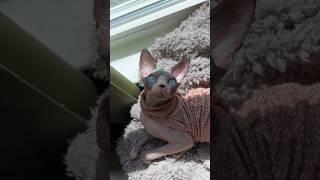 Morning purrs  #sphynx #sphynxcat #hairlesscat #cats #asmr