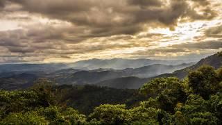 Nature sounds of Brazil, insects and birdsong, relaxing sounds