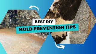 Best Tips to Stop Mold Infestations In Your Home