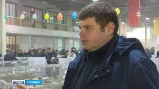 Международная выставка голубей в Воронеже.