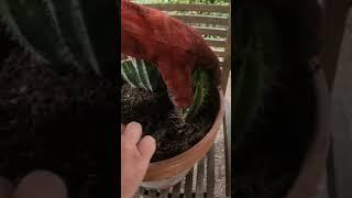 Planting Spiky Cactus