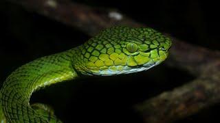 Trimeresurus gunaleni