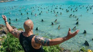 Some friends went kayaking in tropical waters and encountered hundreds of hungry white sharks