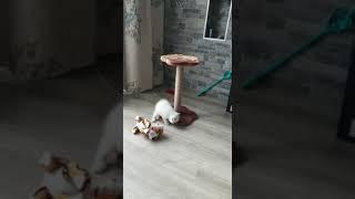 Наш котик Зигмунд-Томас