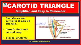 Carotid triangle | Carotid triangle anatomy | Carotid triangle essentials | [Simplified]