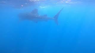 Whale shark. Mexico. Isla Mujeres / Китовые акулы в Мексике.