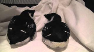 Three Dovekies blown ashore by the storms recuperating at the CWRC.