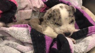 A 7 ounce, 4 week old puppy was kicked in the head and dumped on the street, crying nonstop in pain!