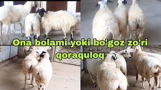 Taklif bizda qoror sizdan barisi qoraquloq ona bolami yoki bo'goz 19 сентября 2024 г.