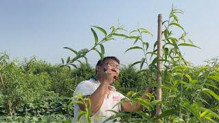 8月份，给去年种植的桃树管理，怎么做才能明年结果呢？