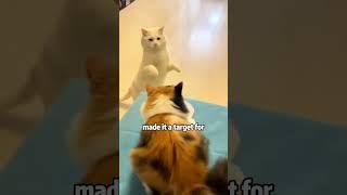 Kitten’s unique skills #shortvideo #animals #cute #pets #cat