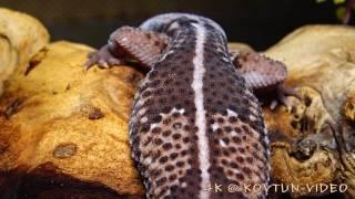 © 4К  Геккон толстохвостый африканский Hemitheconyx caudicinctus ⁄⁄ African Fat tailed Gecko